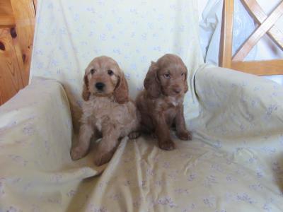 Cockapoo puppies in Carlow